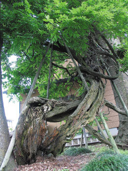 ファイル:照台寺の藤.jpg