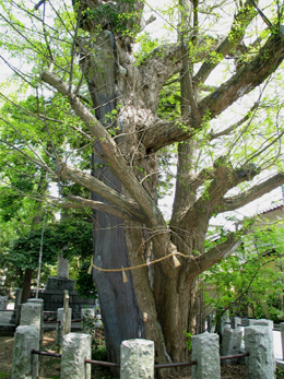 ファイル:大公孫樹.jpg