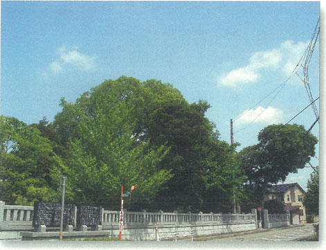 ファイル:佐那武神社の社林.jpg