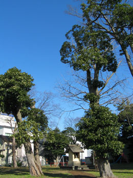 ファイル:北横宮タブの林.jpg
